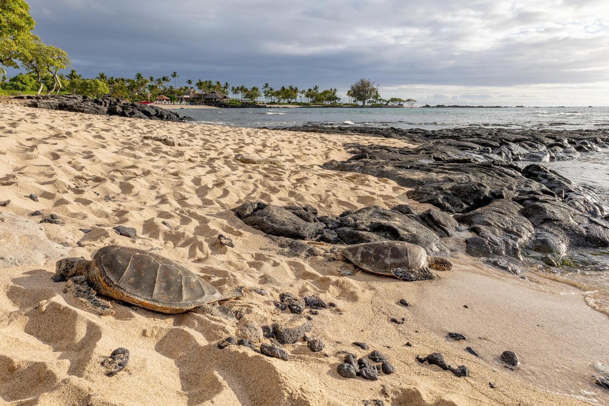 Hilton Pool Pass Included, Kolea - Stylish & Comfy Walk To Beach Patio Pool Gym Waikoloa Luaran gambar